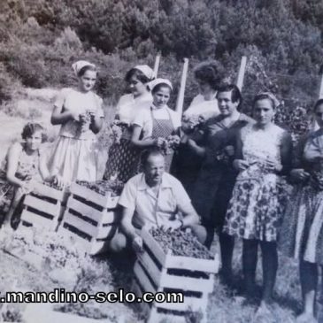 IZ ARHIVE: Beračice grožđa