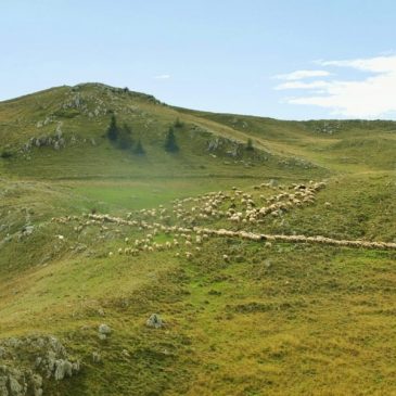 Ante Šarac: Ljubuša