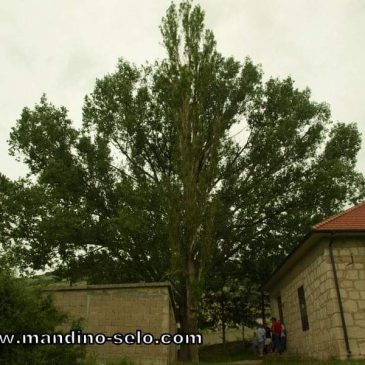 ŠĆETIĆA TOPOLA