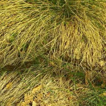 PRIRODA SE BUDI, BUDE SE I ZMIJE: Opasnosti i prevencija