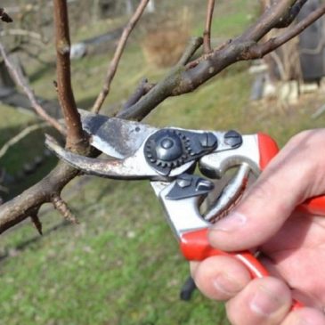 NAJAVA: Praktična primjena zimske rezidbe višegodišnjih voćnih kultura