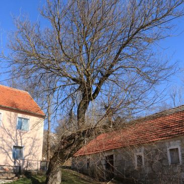 NIŠTARIJINI ZAPISI: Dvadesetšesta murvina priča – istinita lovačka zgoda