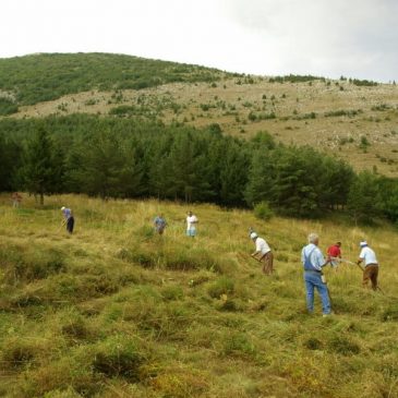 DANAS NASTAVAK KOŠENJA TRAVE U CRKVENOM DVORIŠTU