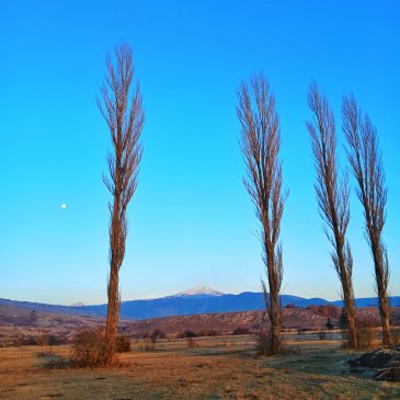 ANTE ŠARAC: Jurnjovača