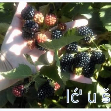 DUVANJSKI POJMOVNIK: Ić’ u šćetu