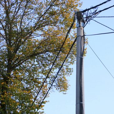Uskoro akcija sječenja grana oko električnih vodova